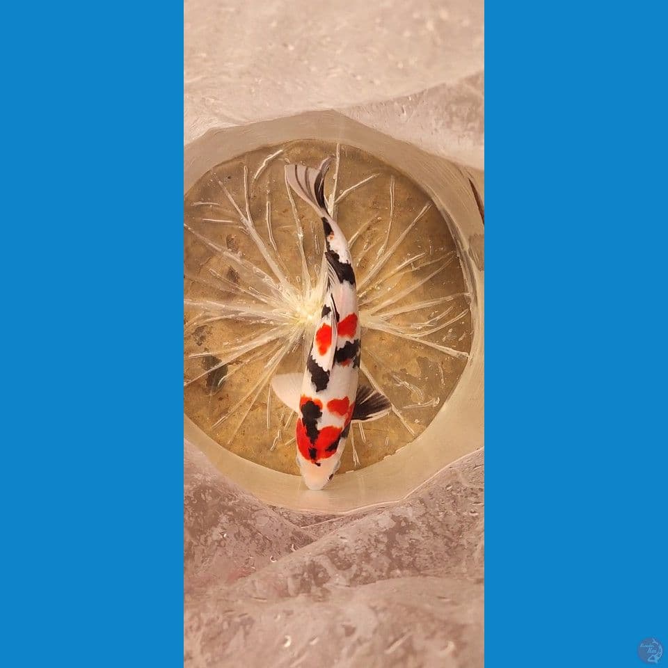 kindai showa 30 cm jantan original SQ