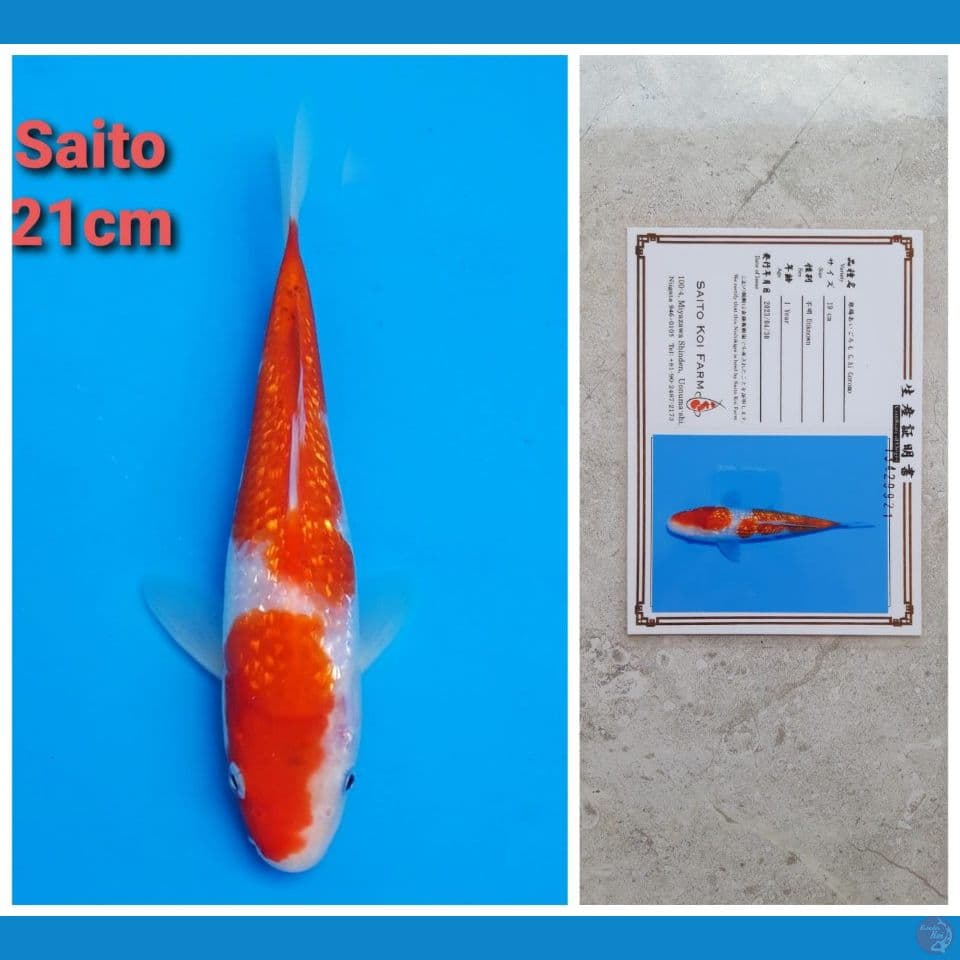 SAITO AI GOROMO GINRIN 21CM