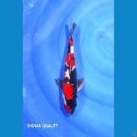 Showa SQ M 30cc