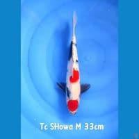 Tc Showa M 33cm