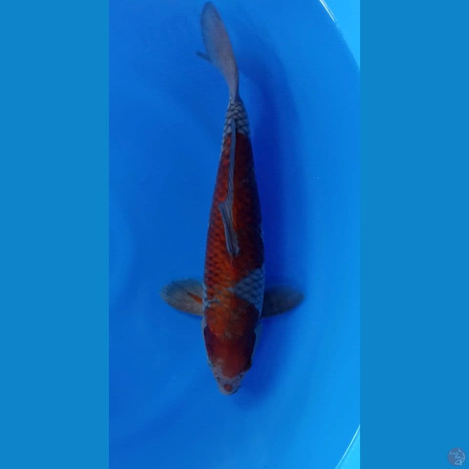 Ochiba male