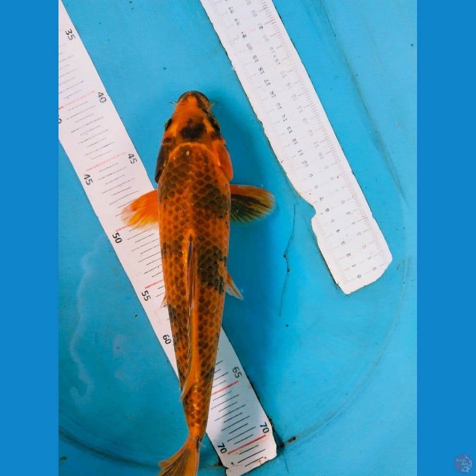 yelow utsuri