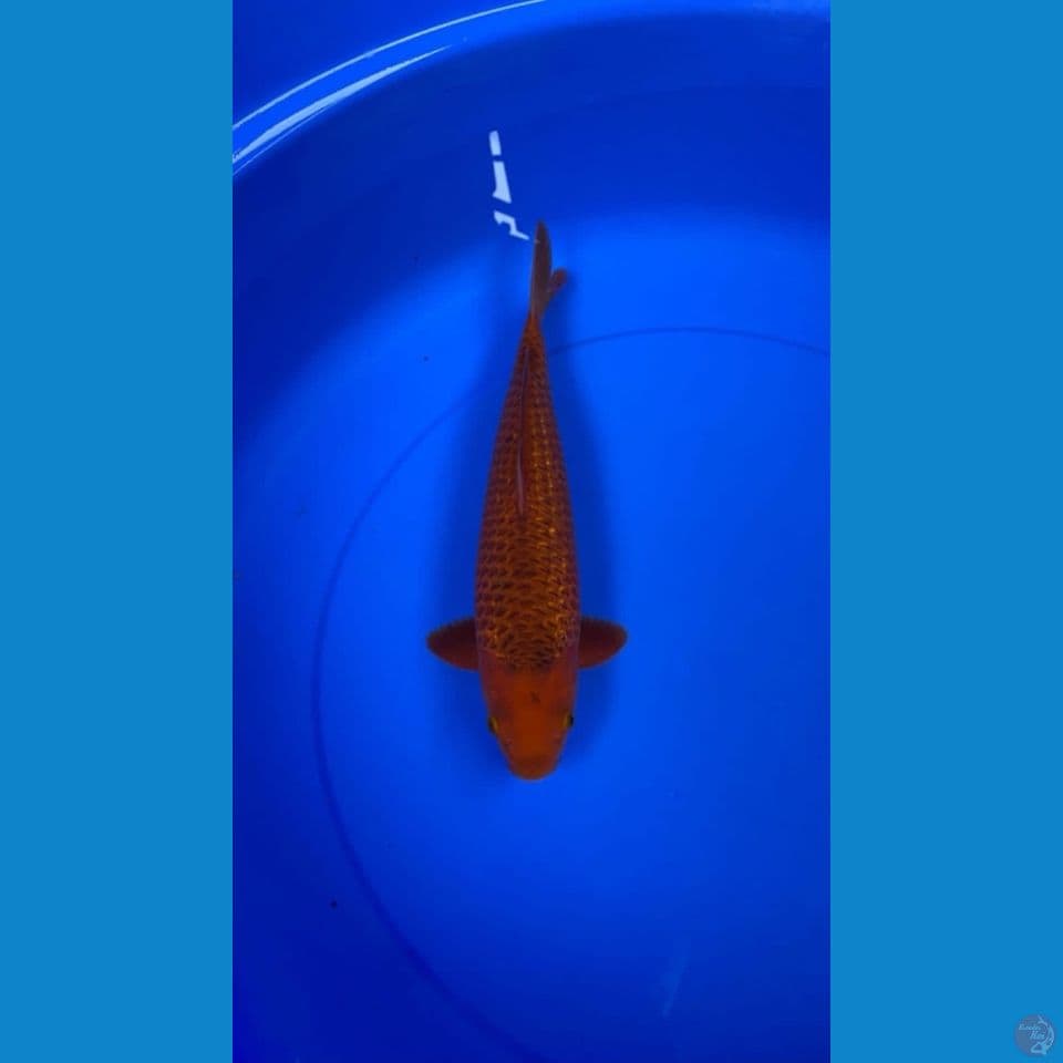 Caramel jantan 31Cm