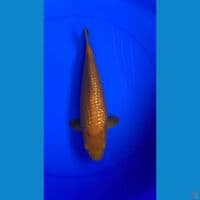 Karashi ginrin 32Cm Jantan