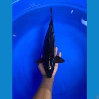 Karasu Male 37Cm