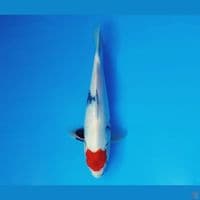 AKIRA 8 - Tancho Showa Evo 27 cm/male ®