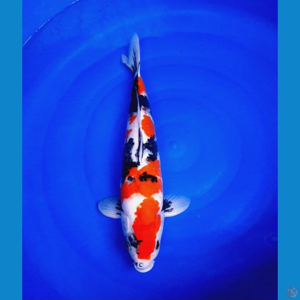 showa 50cm (male)