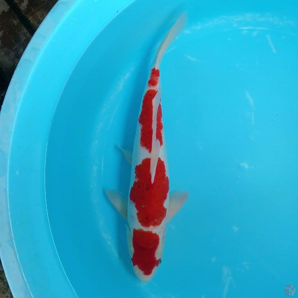 AI GOROMO ORI SUPER STRONG MALE 41CM