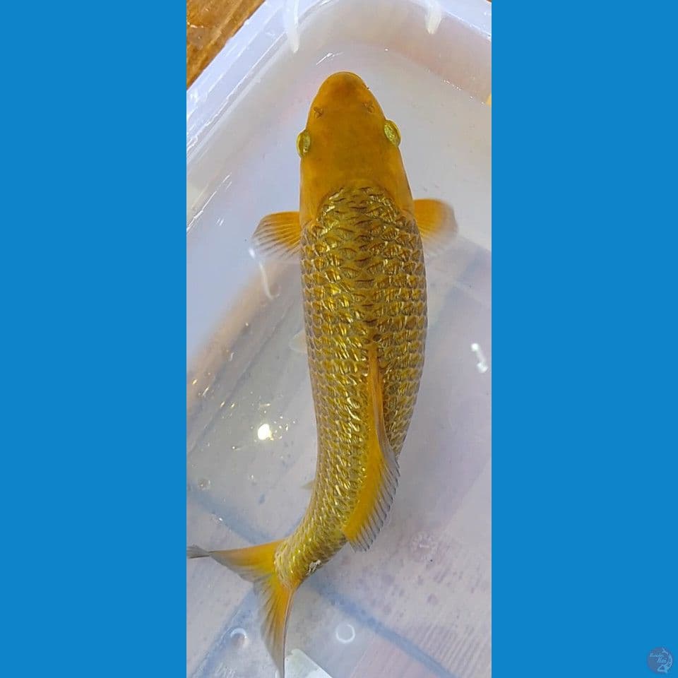 karamel ginrin 