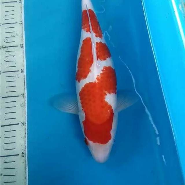Kohaku