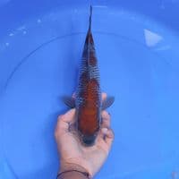 OCIBHA SIGURE - male 32cm