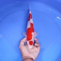 KOHAKU -  male 30cm