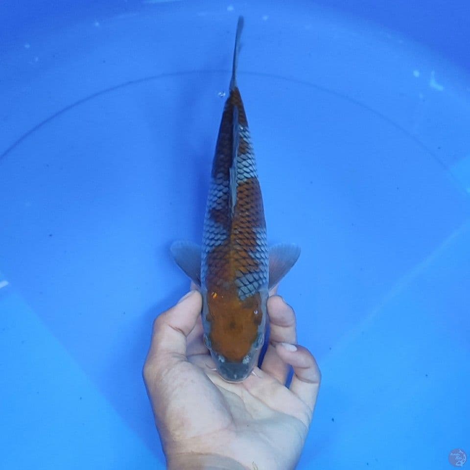 OCIBA SIGURE - male 29cm 