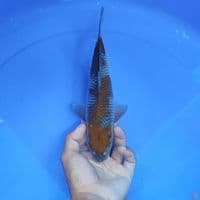 OCIBA SIGURE - male 29cm 