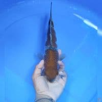 OCIBA -  female 30cm