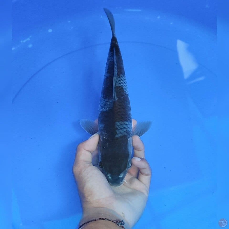 OCIBA - male 30cm 