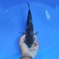 OCIBA - male 30cm 