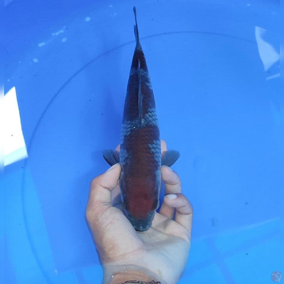 OCIBA SIGURE - 27 cm male 