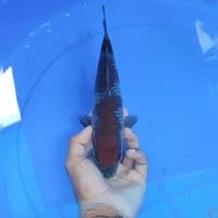 OCIBA SIGURE - 27 cm male 