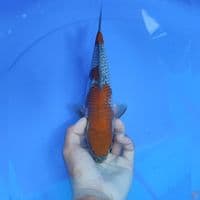 OCIBA SIGURE - male 27cm 