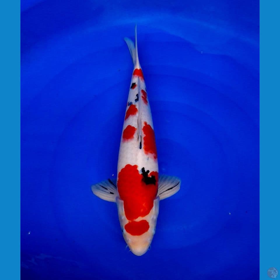 taisho sanke 45cm male