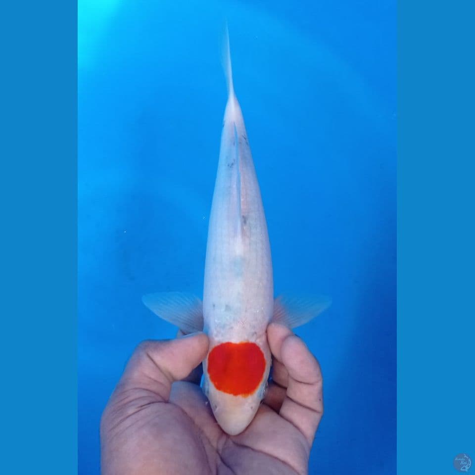 TANCO SANKE 28CM