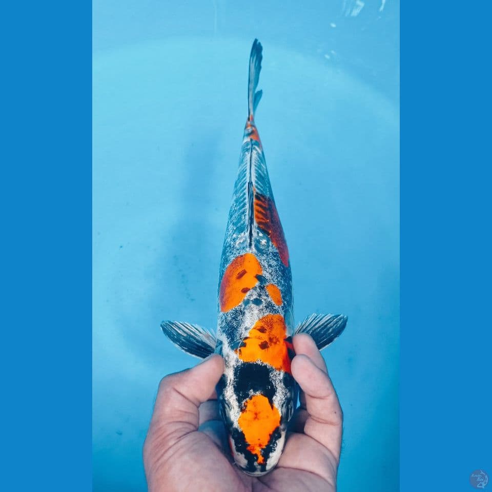 BENIKIKO 38CM