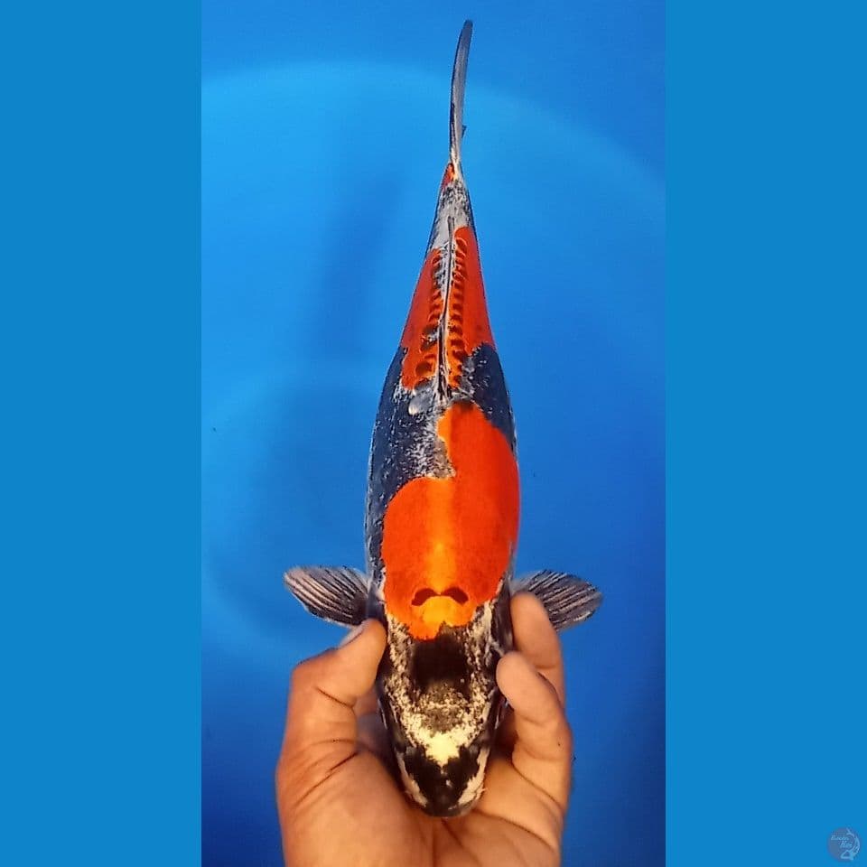 SIAP PIJAH 40CM