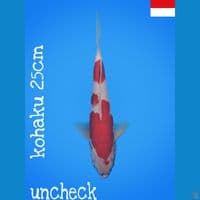 kohaku 25cm