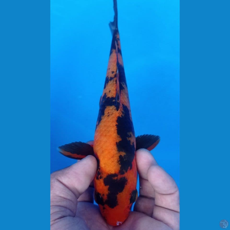 HI UTSURI 25CM
