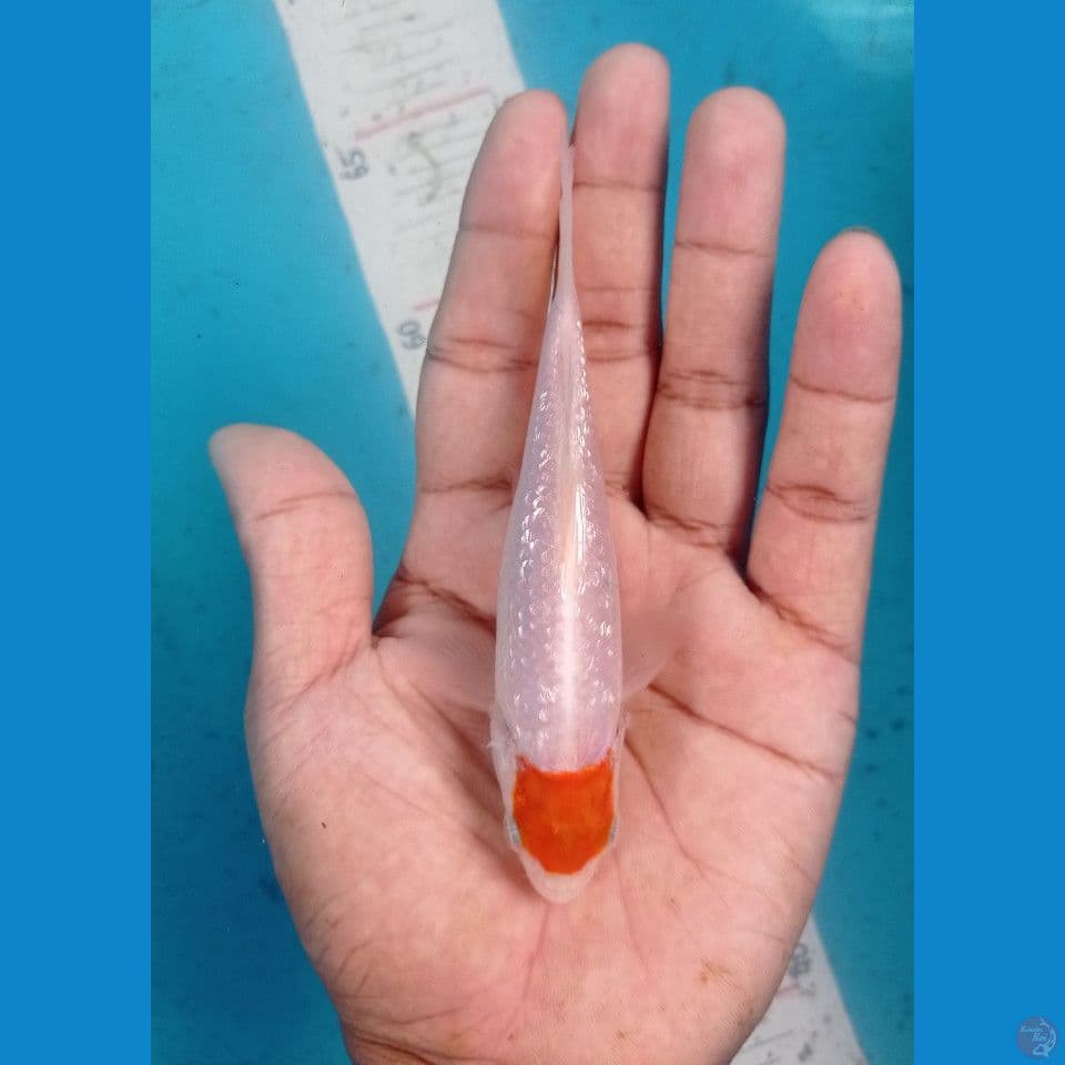 Tanco 13 cm