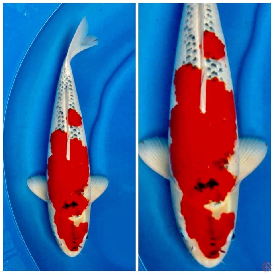 Gosiki Ogata non serti 55cm male