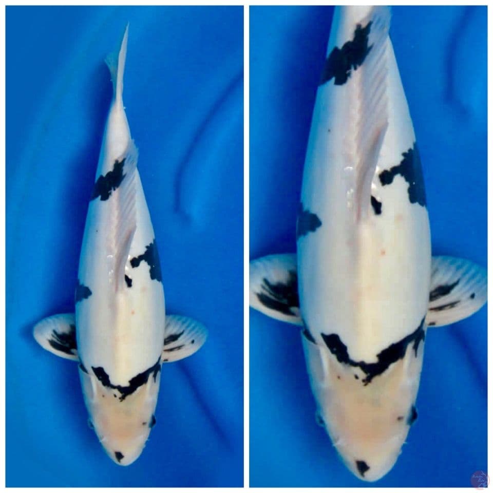 Siro doitsu 42cm female