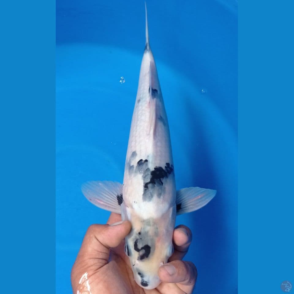 SIRO 38CM