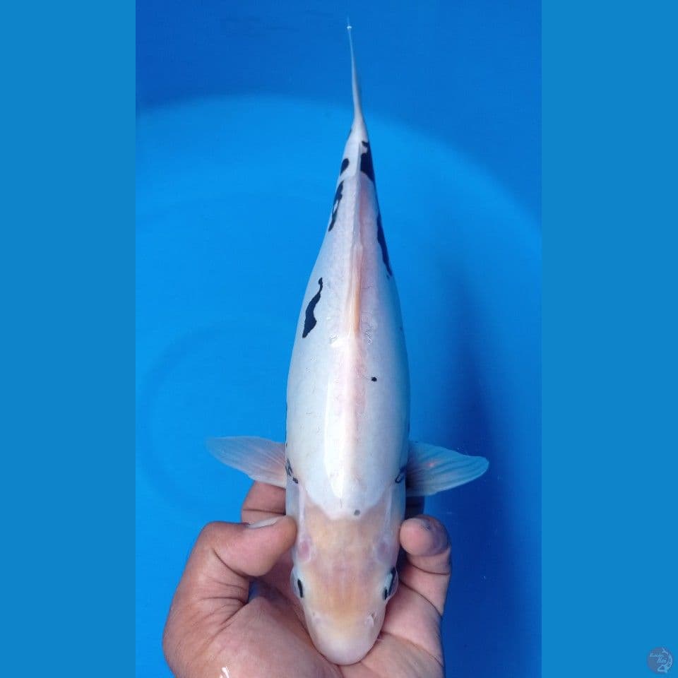 KUMUNRIYU 35CM