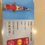 Sanke Konishi 35 bu