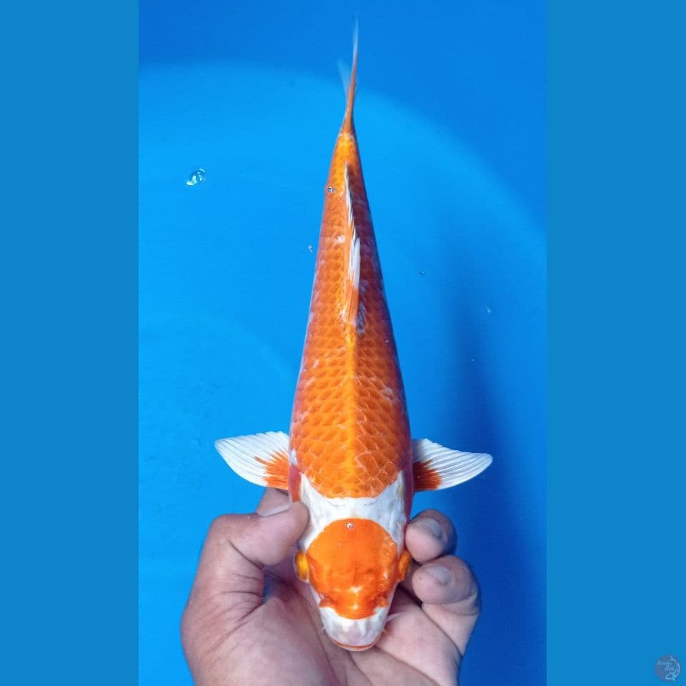 HARIWAKE 33CM
