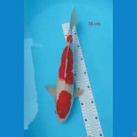 kohaku 38 cm