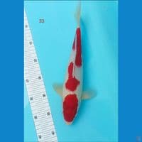 male kohaku 33 cm