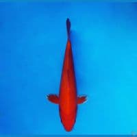 KENZEI 2 ~ Benigoi Strong, Beni Tembus Perut 29 cm/male ™