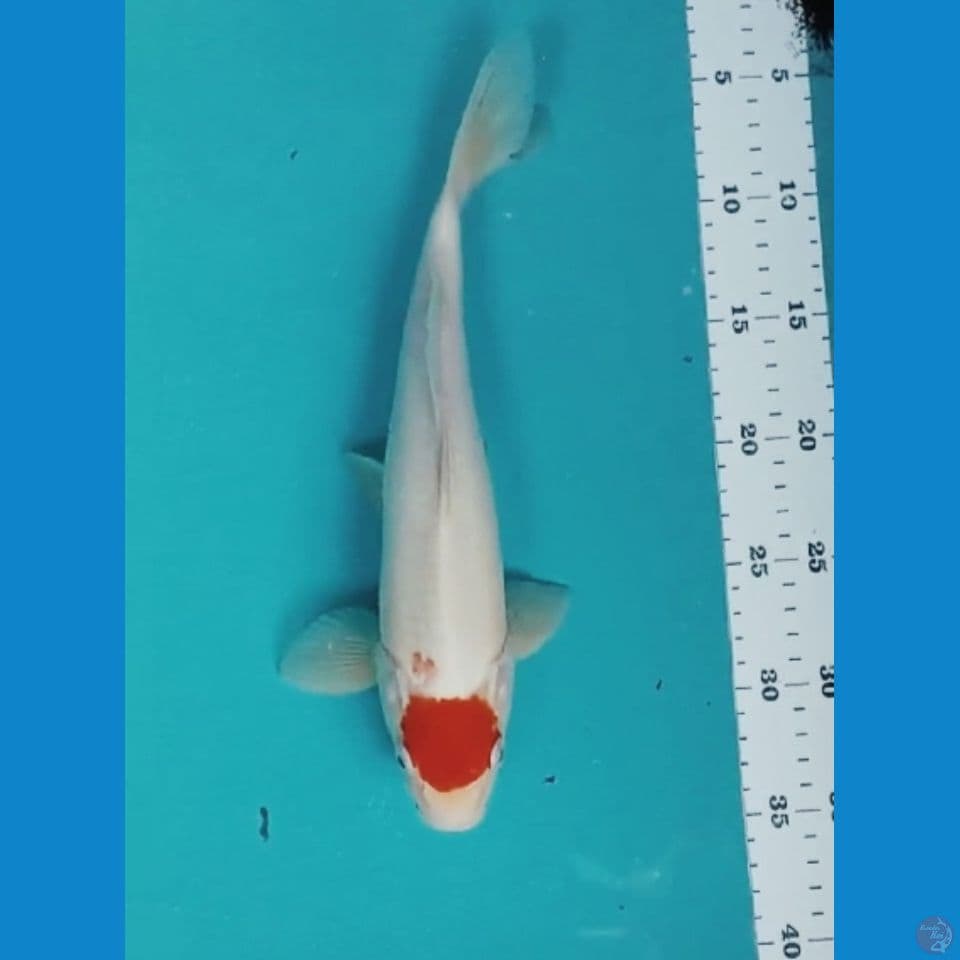tancho kohaku ori 30cm