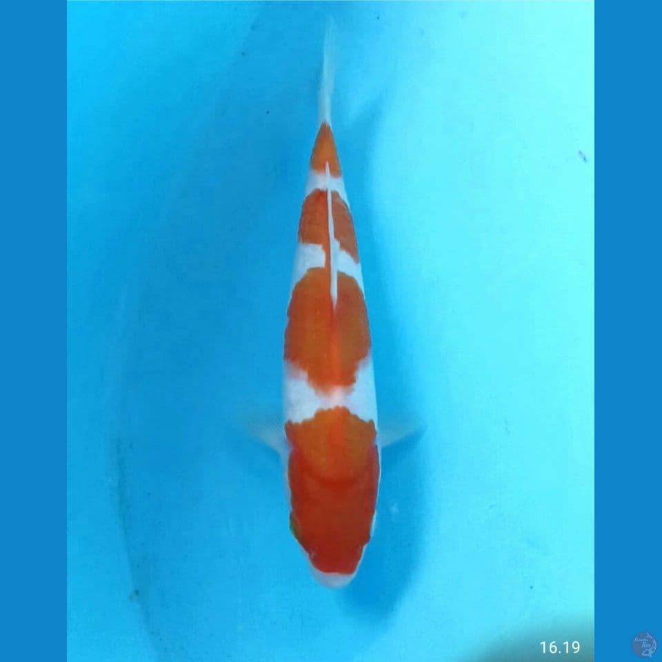 Kohaku 18cm