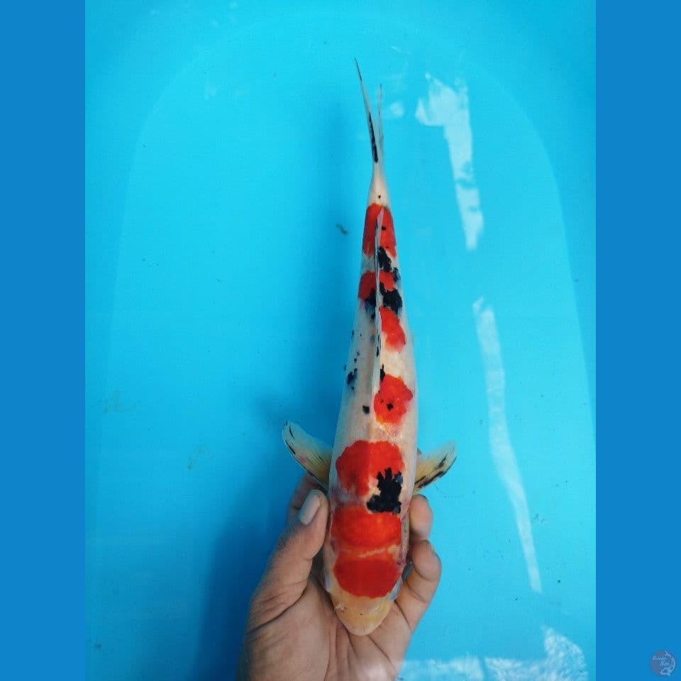 SANKE SIZE 36CM JANTAN