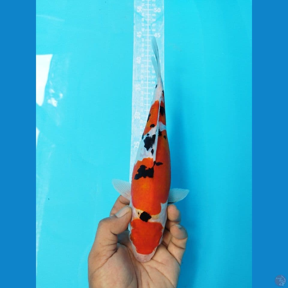 DOITSU SANKE F27CM