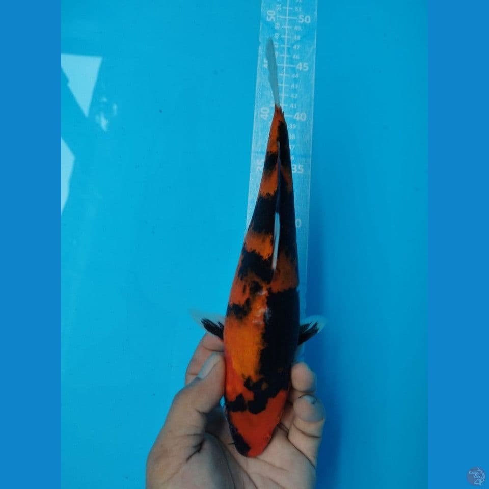 HI SHOWA 29CM FEMALE