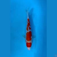 MARUTEN KOHAKU 27CM