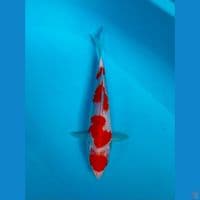 MARUTEN 23CM~original
