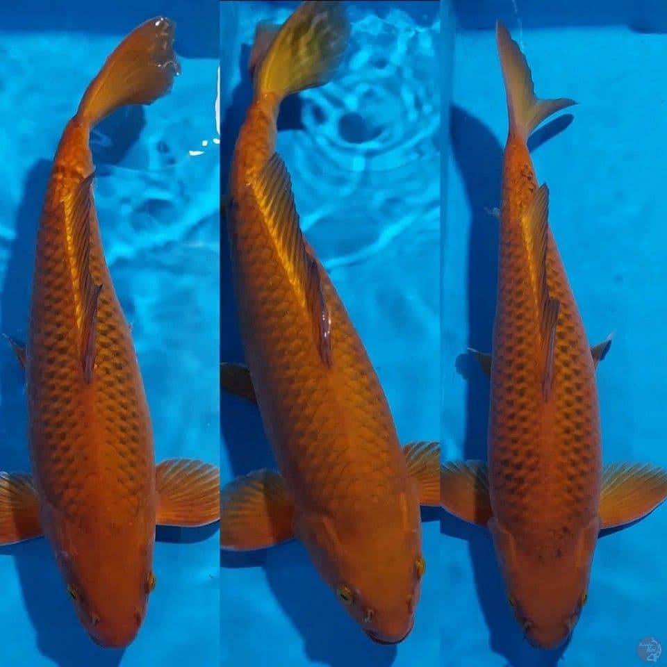 CHAGOI BULKY ALL JANTAN 40 45 50 CM