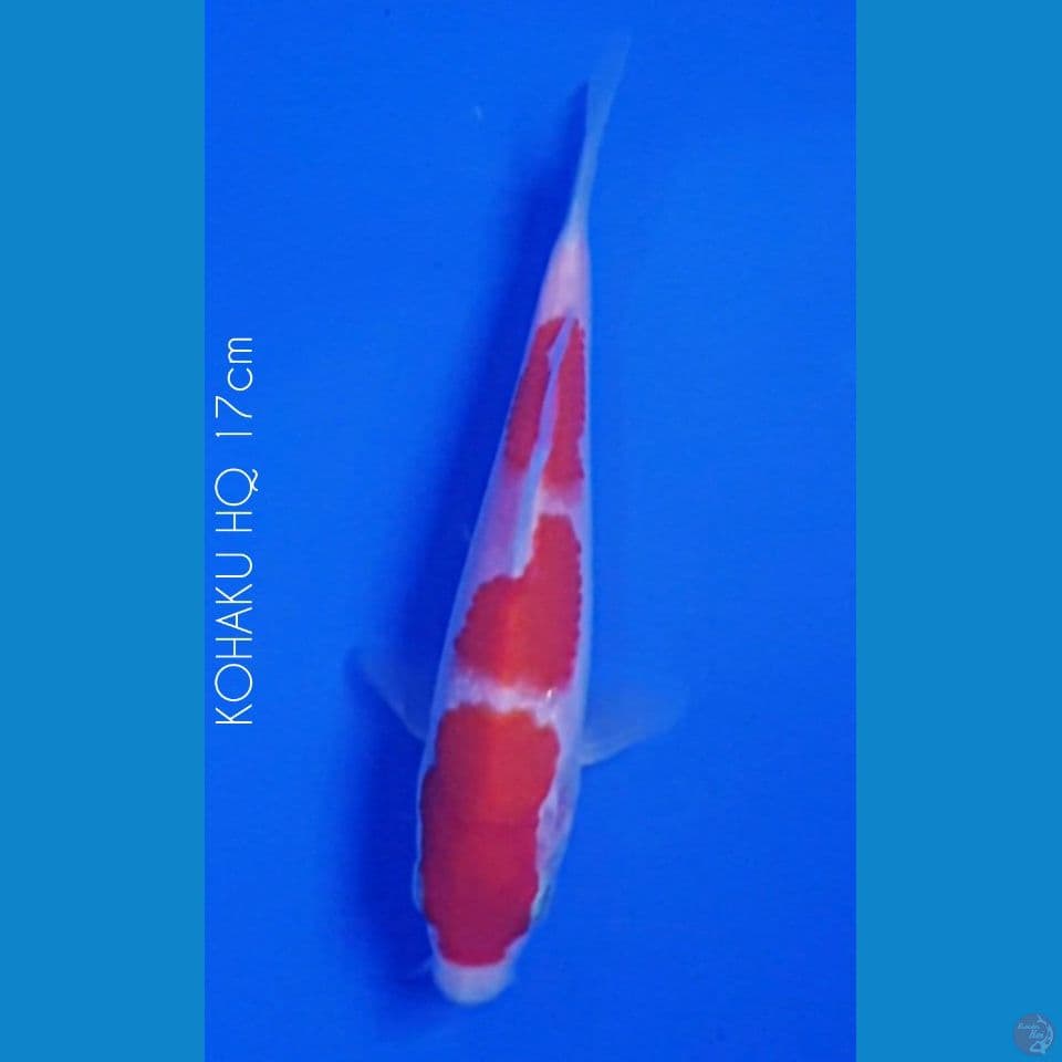 17cm KOHAKU Bahan Keeping 