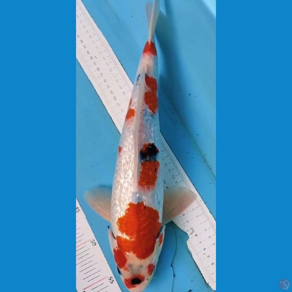 showa gindrin jantan 39cm